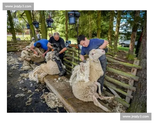 剃羊毛比赛：挑战速度与技巧的极限，展现农牧技艺与团队合作精神